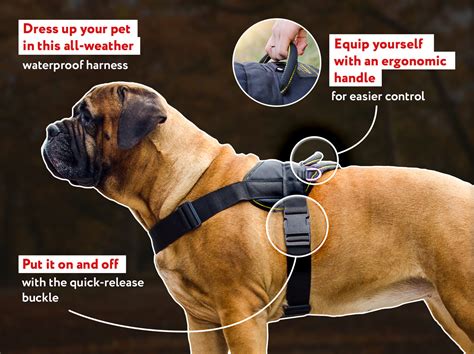 collars for english mastiffs|extra large dog collar mastiff.